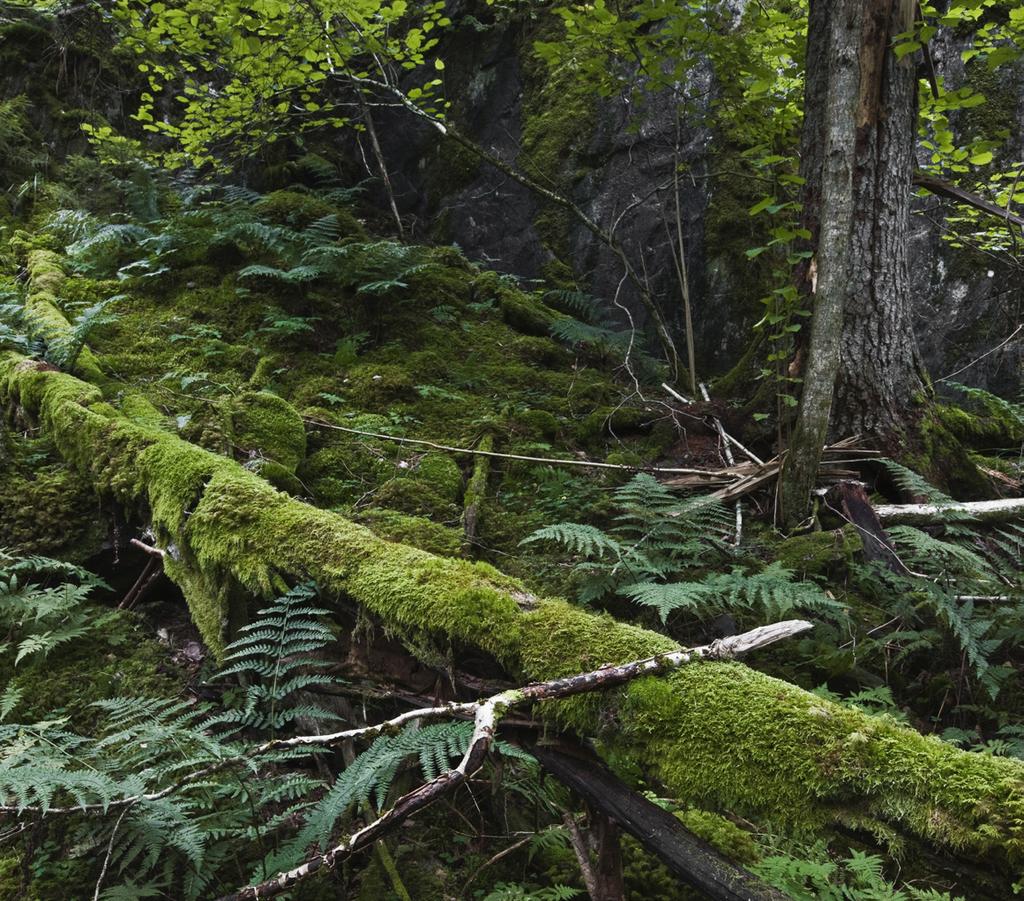 Sön 12 maj. Kyrkbergets dag Familjedag vid Kyrkberget med flera föreningar på plats. Naturskyddsföreningen i Lindesberg har temat biologisk mångfald med möjlighet att prova artkunskaperna.