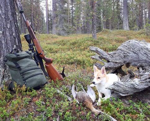 ÖVRE ÖVRE NORRBOTTEN Jaktprovshösten i SSF Övre Norrbotten I klubben har det hittills varit 43 jaktprovsstarter inräknat både utlysta och rörliga jaktprov.