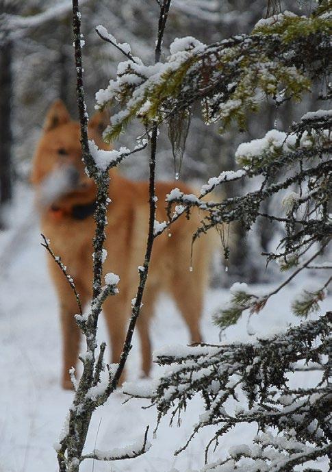 STÅNDSKALL NR 4 2018 TÄCKHUNDSANVISNING GENOM AVELSRÅDET FÖR FINSK SPETS NR Nr 1 Nr 2 Nr 3 Nr 4 MANUSSTOPP FÖR STÅNDSKALL 2019 SISTA MANUSDAG 10 februari 10 maj 10 augusti 10 november Manus skickas