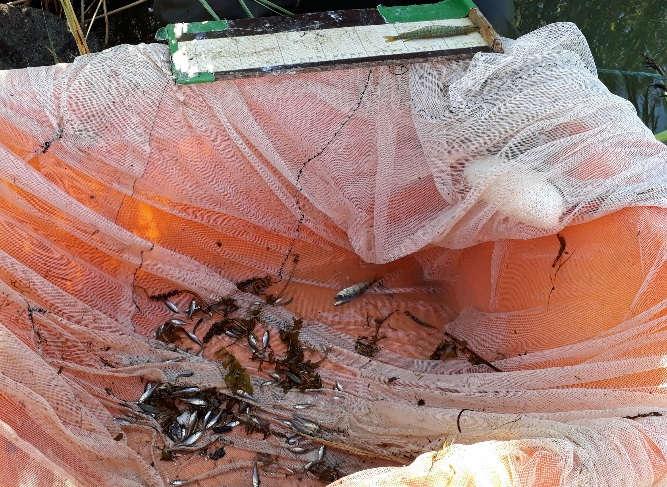 Bild 8. Fångsten vid notningsplats 1 (t.v.) och närbild på ett 0+ gäddyngel (foto Andreas Norrgård).