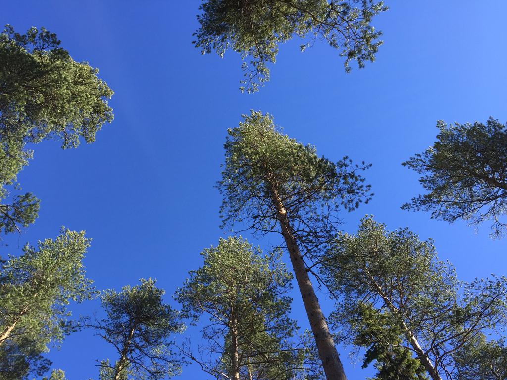 Skog i Furudal - Dalbyn Del av Rättvik Dalbyn 120:2 Gediget skogsmarkskifte med god tillväxt och bra tillgänglighet via flera skogsbilvägar ca 18 km nordöst om Furudal.