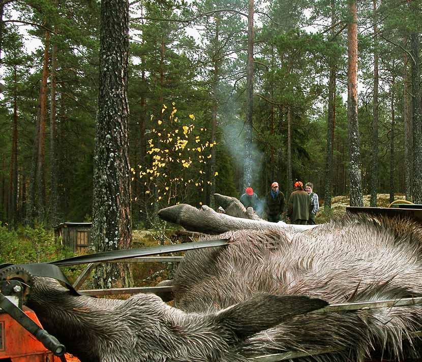 7 Förvaltningen ska vara lokalt förankrad Älgförvaltningen ska präglas av en reell lokal påverkan över förvaltningen genom jämbördigt inflytande mellan jägare och markägare på alla nivåer.