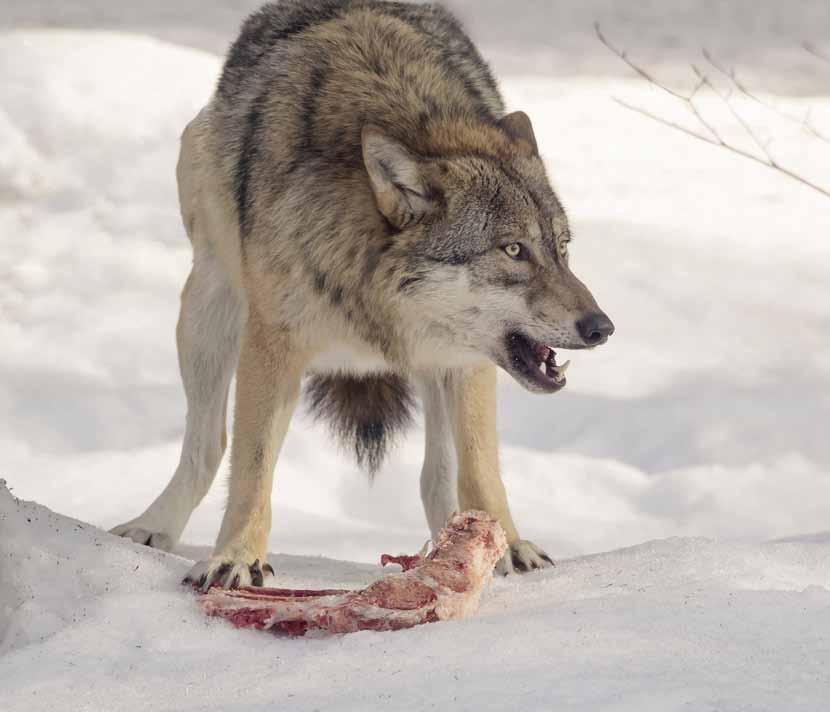 Foto: Mostphotos 8 Varg och björn försvårar älgförvaltningen Jägareförbundet ska verka för att rovdjuren inte har en avgörande påverkan på älgförvaltningen.