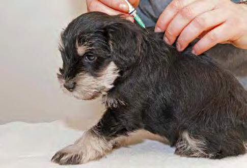 Vaccination Vi rekommenderar att du regelbundet vaccinerar din hund. Då har den ett gott skydd mot allvarliga och smittsamma sjukdomar.