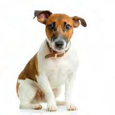 12 SMARTA REGLER FÖR HUNDÄGARE Plocka upp! Plocka upp efter din hund hundbajs och markerande hundar skapar irritation! Håll din hund kopplad!