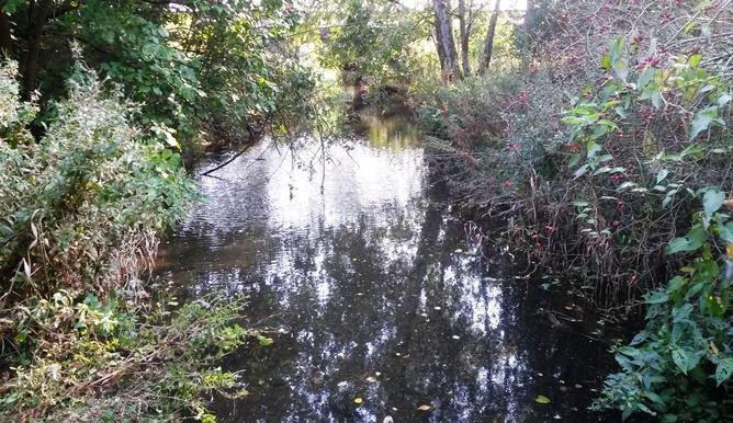 A1. Albäcksån Koordinater: 6138473/379427 (SWEREF99_TM) Län: 12 Skåne Kommun: Trelleborg Vattendragsbredd: 4 m Medeldjup provyta: 0,3 m Provtagningsmetodik: SS-EN 13946 Vattennivå: låg Provtagning: