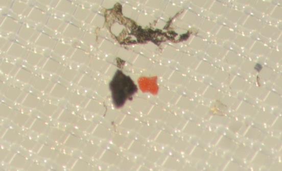 A B 50 µm 50 µm C D 300 µm 300 µm E F