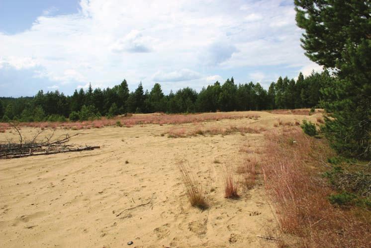 Bild 12. Lokal S7. En av tre öppna gläntor med öppen sand i den södra delen av Skillingaryds skjutfält.