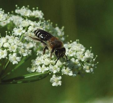 Rödlistade arter Silversandbi Andrena argentata (VU), Baskarp, Fagerhult och Skillingaryd Silversandbi förekommer i olika typer av öppna sandmiljöer, t.ex. sandiga hedar, kustdyner och på flygsand.