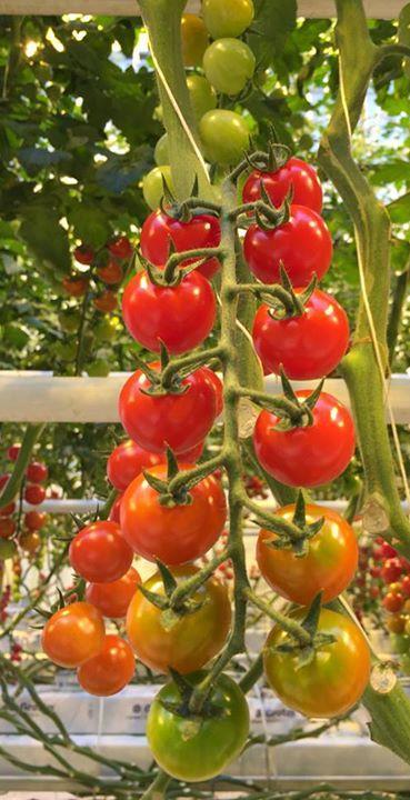Hur ser marknaden ut? I Sverige odlas tomater på en yta om cirka 300 000 kvadratmeter.