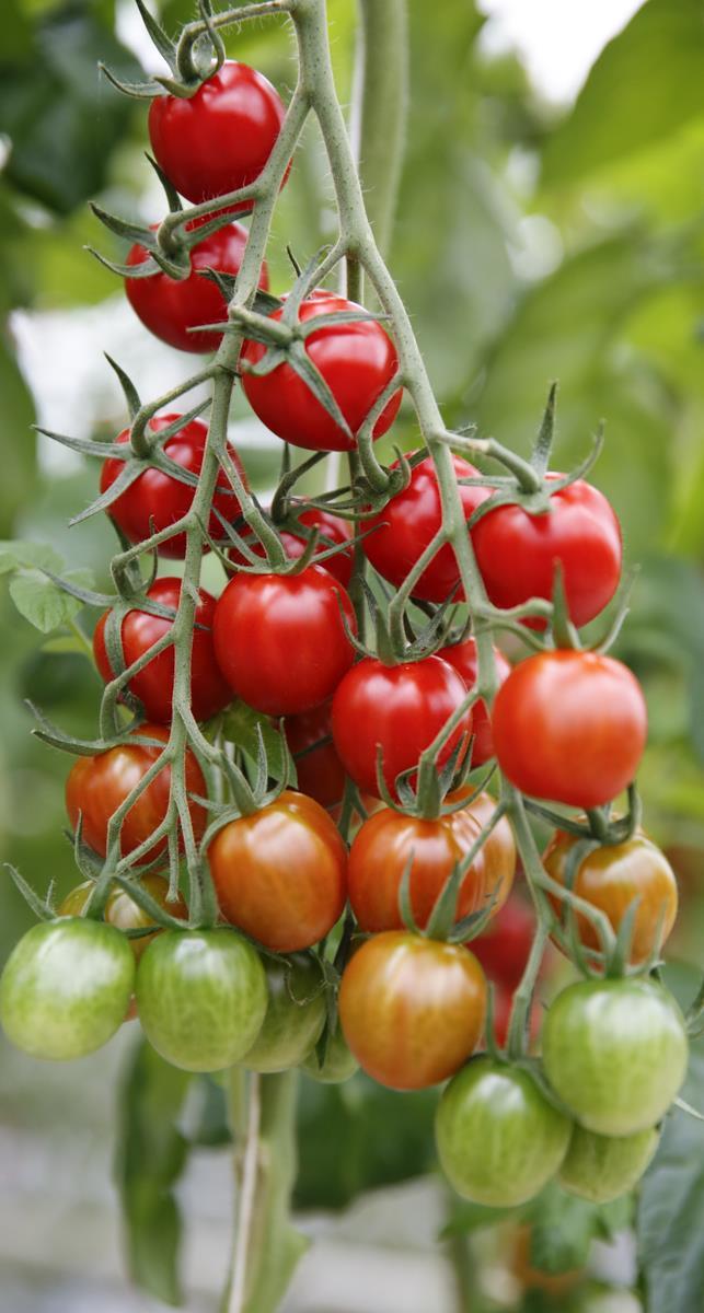 Den hållbara svenska tomaten Sverige är ledande i utvecklingen av en hållbar tomat Mer än 90 procent av odlingarna värms med förnybar energi flis, pellets och jordvärme alternativt med spillvärme