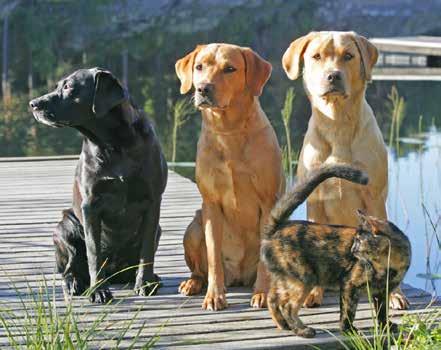 Första träffen - Styrelsearbete Inledning Börja med en presentation där alla berättar lite om sig själva och om sin hund/hundar samt eventuell erfarenhet från styrelse- eller föreningsarbete.
