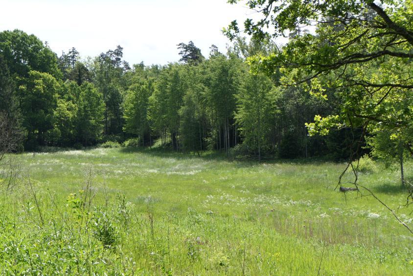 7. PLANERINGSFÖRUTSÄTTNINGAR OCH FÖRÄNDRINGAR Natur Mark och vegetation Planområdet ligger inom ett bevarandeområde med höga naturvärden samt i en grönkil som sträcker sig från Ingarö i söder till