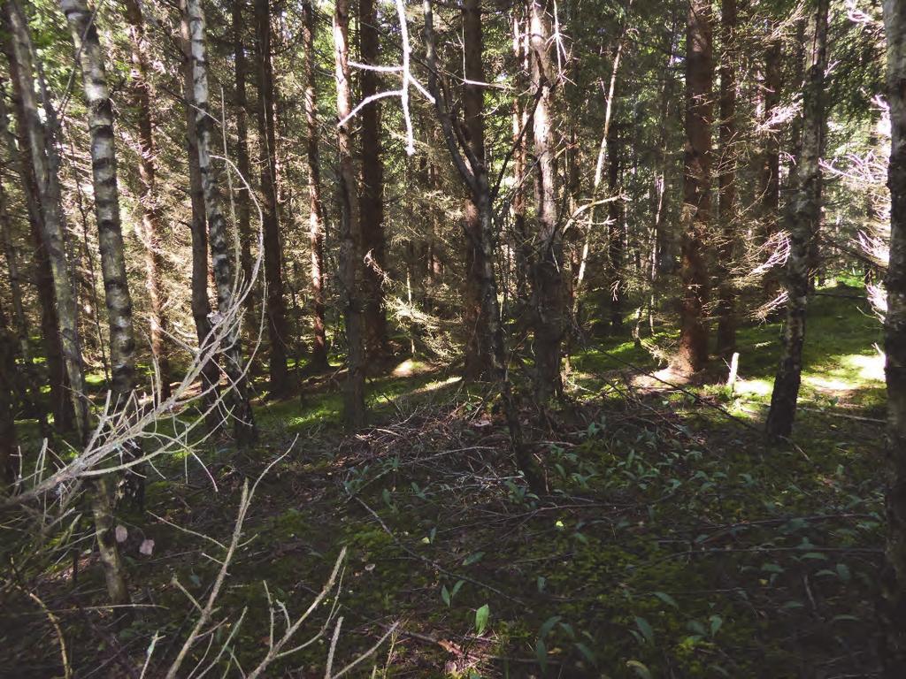 Figur 12. Foto av en av ytorna i granskogen. Foto: Jenny Holm. Tolkning och utvärdering Utredningen syfte, att klargöra om det finns fornlämningar inom utredningsområdet, har uppfyllts.