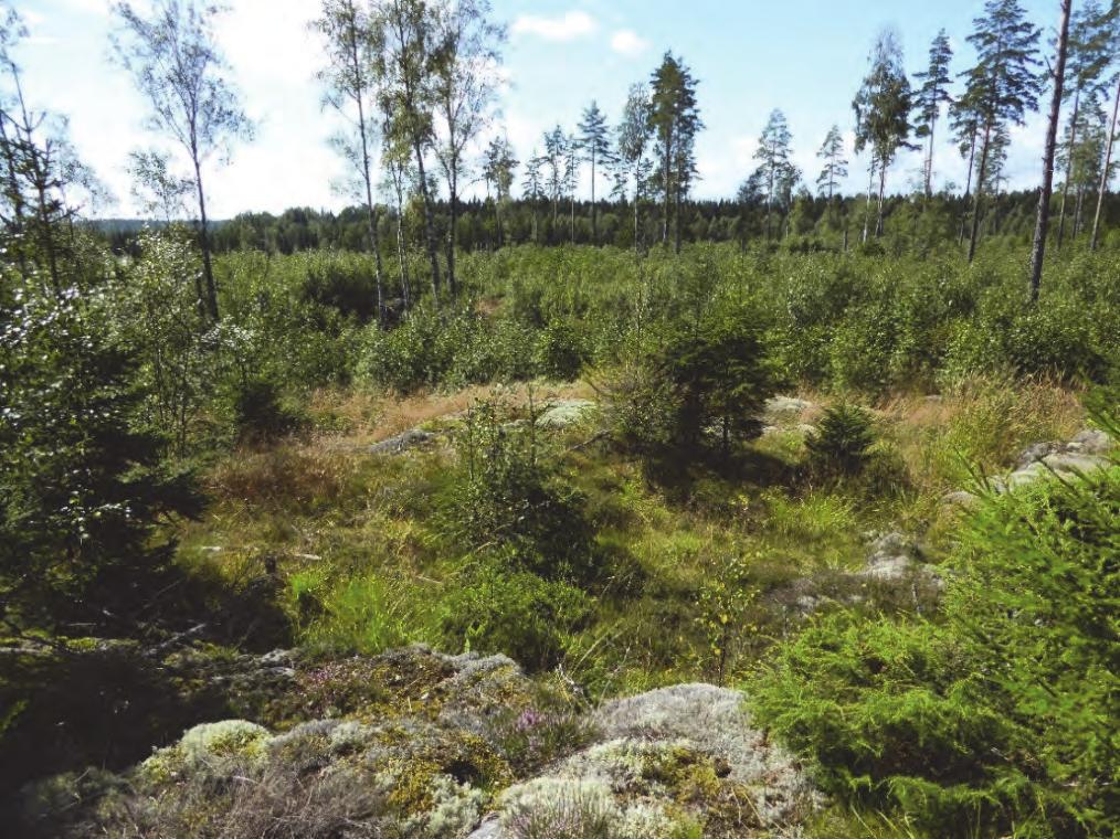 Beskrivning av utredningsområdet Figur 3. Foto över den centrala delen av utredningsområdet, sett från sydöst. Foto: Jenny Holm.