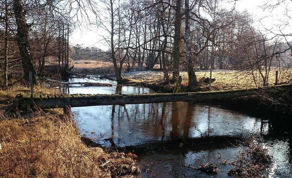 Figur 5. Provtagningslokalen i Penningbyån cirka 700 meter innan ån mynnar i havet vid Edsviken. Inga låga syrgashalter uppmättes trots att halten av syreförbrukande organiskt material var hög.