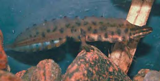 och dess utbredning är dåligt känd. Även mindre vattensalamander fanns tidigare som neoten form i Lyksele (se större vattensalamander ovan). Den mindre vattensalamandern blir mellan 6 och 10 cm lång.