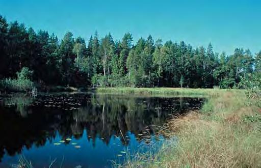 en delförklaring till att det var förhållandevis glest mellan förekomsterna i inlandet, men de förklarar inte avsaknaden av mindre vattensalamander i syd västra Hälsingland eftersom larver påträffats