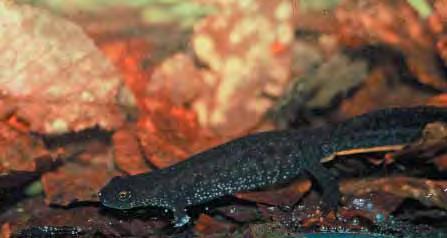 3 Inledning 3.1 Bakgrund Större vattensalamander är ett av de groddjur som omfattas av EU s habitatdirektiv (Rådets direktiv 92/43/EEG, bilaga 2).