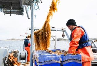 Makroalger Skörd av sockertare i försöksodlingen om 2 ha i Kosterhavet, april 2017.