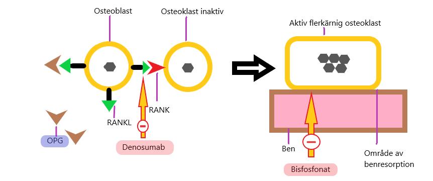 tillsammans med osteoprotegerin (OPG) har en bensparande effekt genom att dels minska bildning av osteoklaster och deras benresorberande förmåga och dels genom att stimulera osteoblasters benbildande