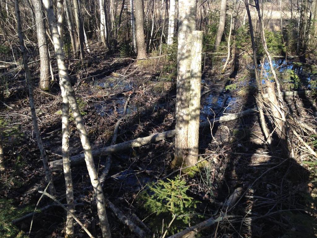 Område 1. Björksumpskog Figur 1. Blöt björksumpskog med inslag av al och gran. Björk- och alsumpskog med gran under uppväxande underifrån, delvis ordentligt tät granförekomst.