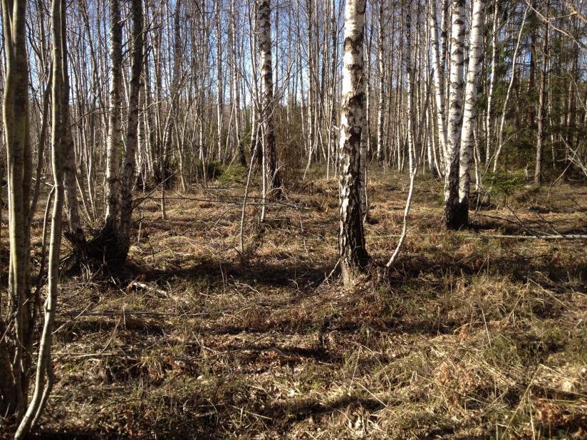 Område 3. Björkskog Figur 2. Björkskog med blåbärsris och spår efter vildsvin Likåldrig, gallrad björkskog med enstaka asp.