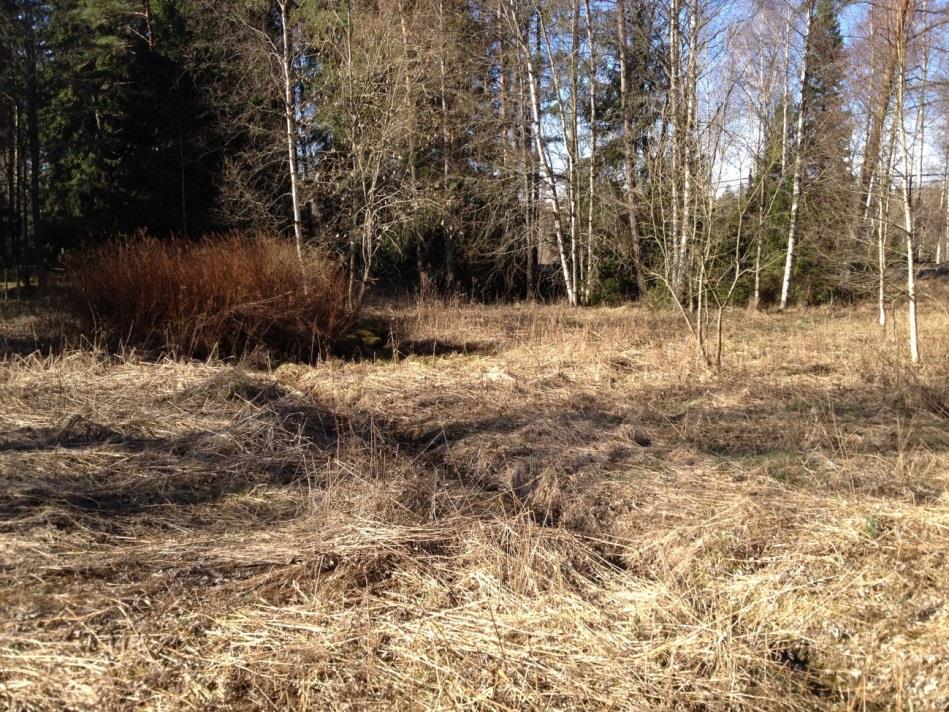 Område 6. Tallskog Figur 5. Lågpunkt i område 6 med dike mot järnväg. Lämplig plats för ny salamanderdamm. Figur 6.