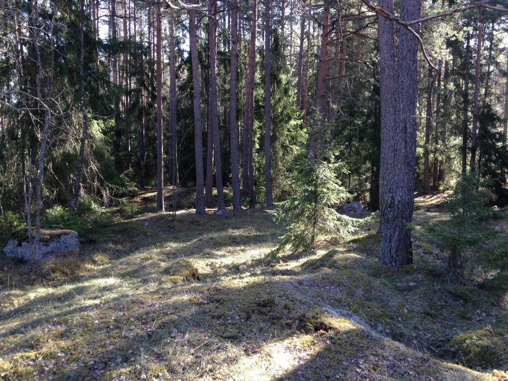 (mot vildsvin). Lämpligt som vinterhabitat, men kan med fördel förstärkas.