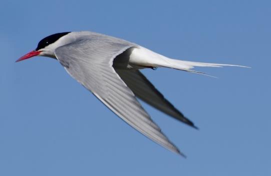 Natura 2000-område Natura 2000-kod Diarienummer Sida 40 av 83 A194 Silvertärna, Sterna paradisaea Artens förekomst i området är fastställd i regeringsbeslut Beskrivning Silvertärna är en havsfågel