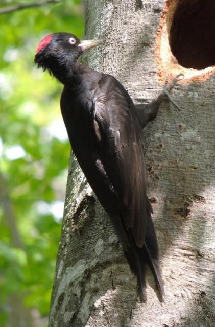 Natura 2000-område Natura 2000-kod Diarienummer Sida 41 av 83 Bevarandestatus och bevarandetillstånd Silvertärnan häckar dels i skärgårdar och vid kusten, dels vid tjärnar i fjällen, vid älvsel och