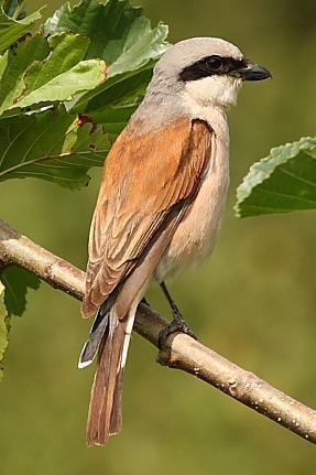 Natura 2000-område Natura 2000-kod Diarienummer Sida 43 av 83 A338 Törnskata, Lanius collurio Artens förekomst i området är fastställd i regeringsbeslut Beskrivning Törnskatan är stor som en