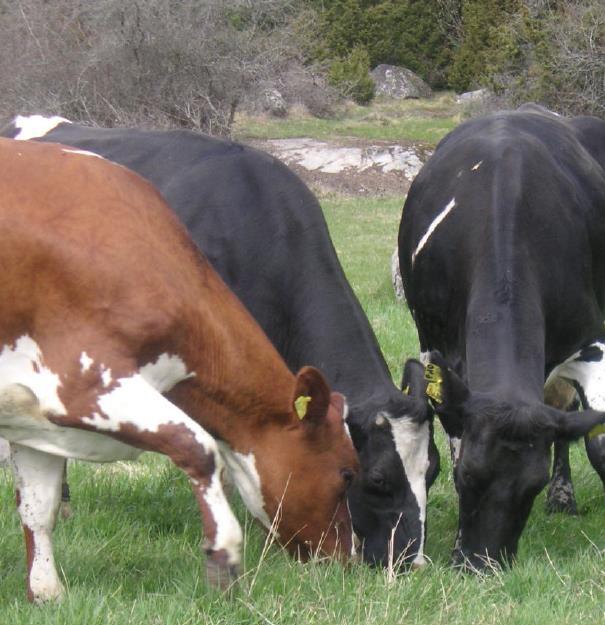 Hagmarkerna utnyttjas till extensiv mjölkproduktion Mjölkkor, stutar och kvigor betar på naturbeten Nötkreaturen äter (nästan) bara gräs Det mesta av