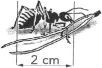 Den ska avbildas i skala :5. a) Ska tändstickan förstoras eller förminskas? b) Ställ upp hur du beräknar bildens längd. c) Hur lång blir bilden av tändstickan?