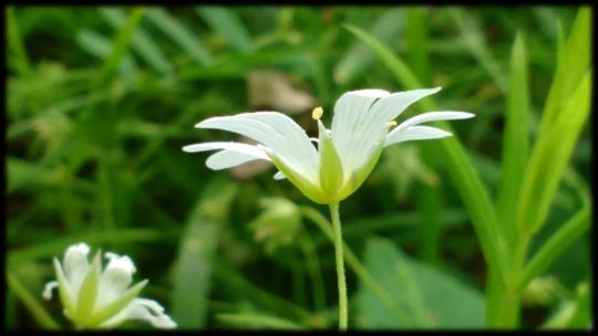 Då drog vi oss tillbaka till den skuggigare strandpromenaden som blommar härligt med tibast och körsbär om våren.
