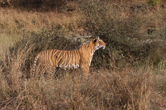 (Från och med 2019 kommer antalet turister i Ranthambhore att starkt regleras och begränsas eftersom trycket med tigerturister blivit för hårt.