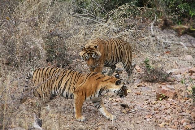 Nationalparken Ranthambhore ingår i Projekt Tiger och har sedan länge varit projektets stolthet med nationalparkens fågel- och krokodilrika sjö, den öppna terrängen, blandningen av tät djungel öppen