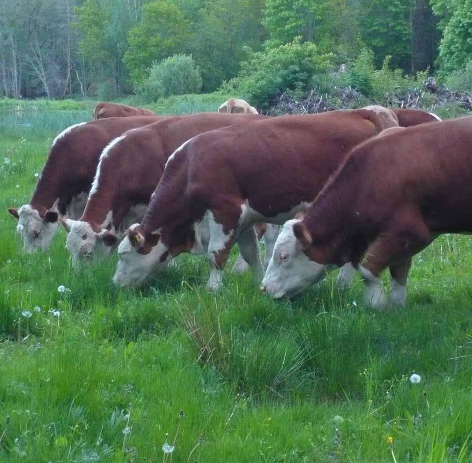 Naturbetesmarker en resurs för ungdjuren Foto: