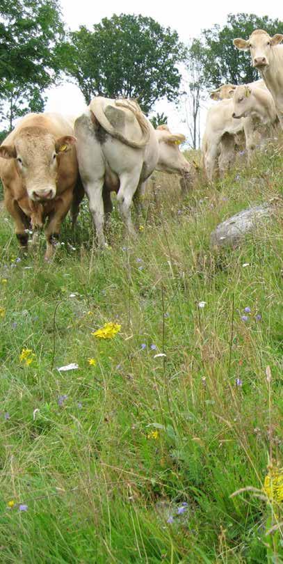 Kompletterande skötsel av naturbetesmarken när betesdjuren inte räcker till Att behålla ett öppet landskap med betesmarker i hävd kan vara ett problem när djuren inte räcker till.