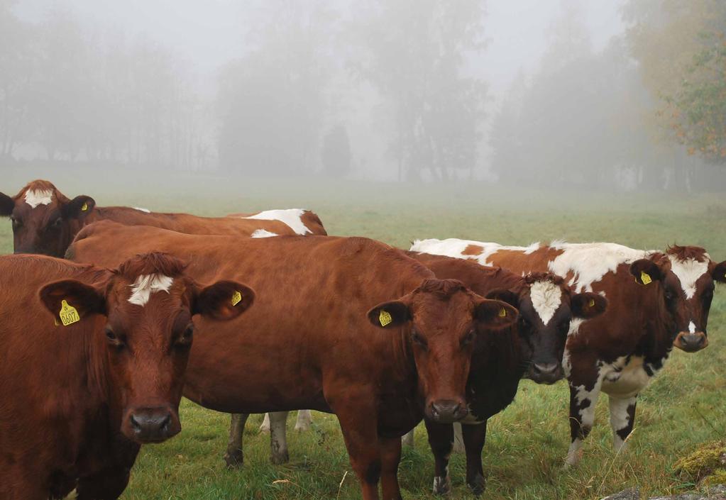 Bäst är att släppa kalvar på en parasitfri vall och de passar därför sämre på naturbetesmark. Stutar och kvigor kan beta ihop i samma fålla om båda djurkategorierna finns på gården.