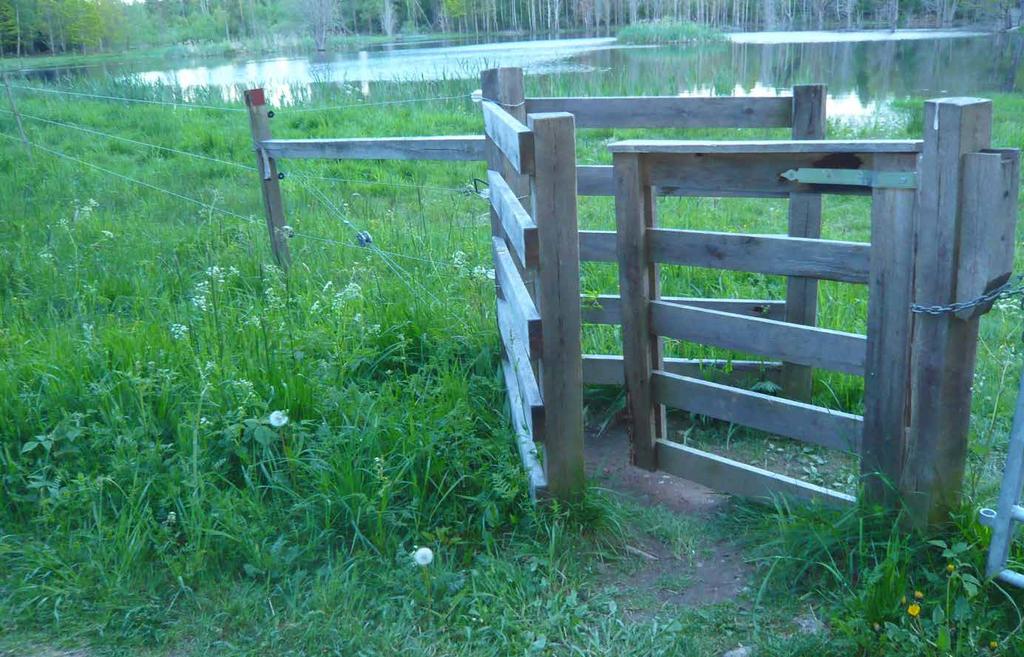 Tabell två visar att lagom vuxet bete ger en betydligt bättre tillväxt för ungdjuren per dag. Tabell 2 Effekt av förvuxet bete för 300 kg ungnöt av mjölkras.