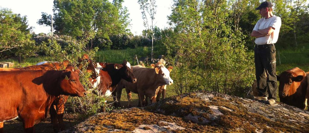 Djuren ska ha daglig tillsyn på bete. annor lunda vid sambetning vilket gynnar växtligheten. Att parasittrycket också blir lägre är ytterligare en fördel. Hur många djur kan jag hålla?