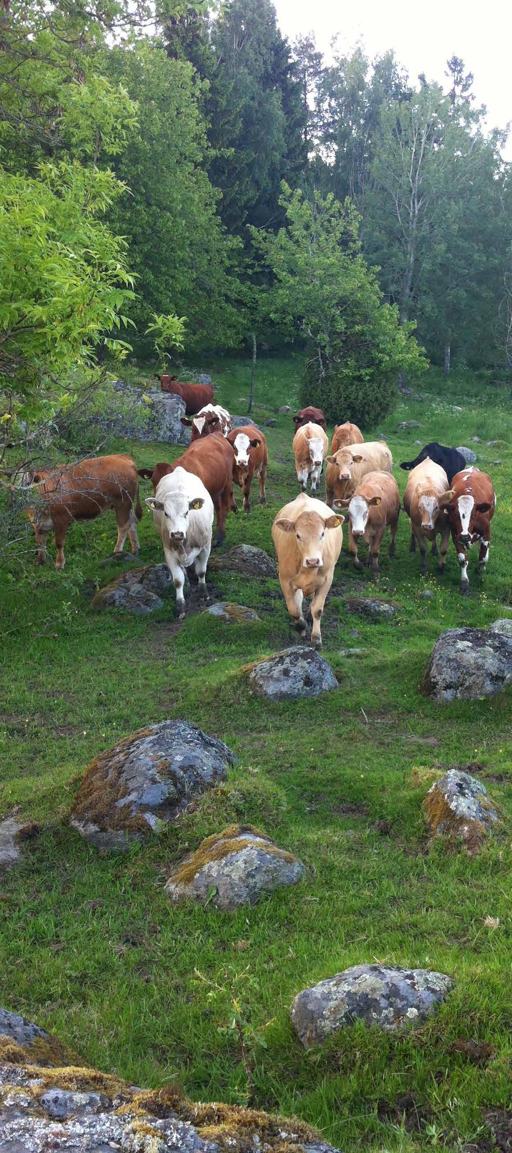 släppas i en fålla där det gick förstagångsbetare året innan. Ett annat sätt att minska parasittrycket är att låta äldre immuna djur först beta av fållorna och dammsuga dem på masklarver.