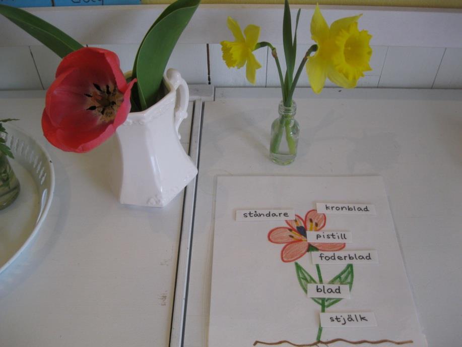 vetenskap) Med inspiration från Montessoripedagogikens arbetssätt i kombination med Reggio Emilia pedagogikens, så ville vi låta barnen få göra ett arbete i Naturvetenskap och bild.