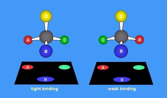 De båda enantiomererna av en kiral molekyl har ofta helt olika effekt i cellen viktigt