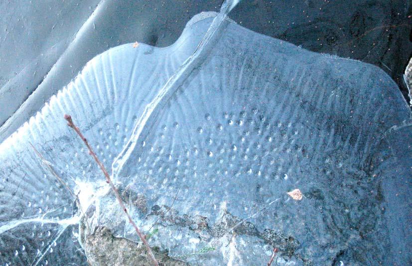 Februari 2015 Iskonst (iiskånst) Isläggningen på vattendrag, större eller mindre, följer egna lagar beroende på flere alternativ som naturen själv skapat: strömmar, vindar, sälta, osv.