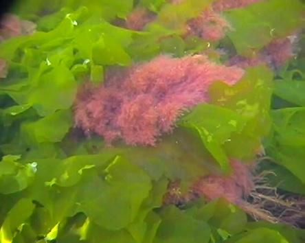 Om tryckbank läggs ut (fig 28) begravs kelp och andra alger samt bottenlevande fauna inom motsvarande yta.