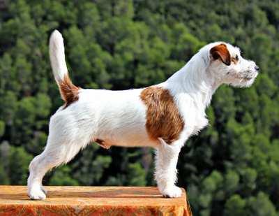 Hund av utmärkt