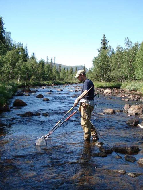 Klarälven Naturproduktion (smolt, elfiske)