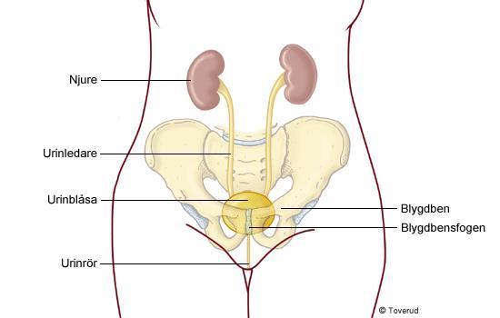 Bilaga 1. Patientinformation Mitt foster har enligt ultraljud vidgade njurbäcken - Vad innebär det? Här finns njurbäckenet Vad är vidgade njurbäcken?